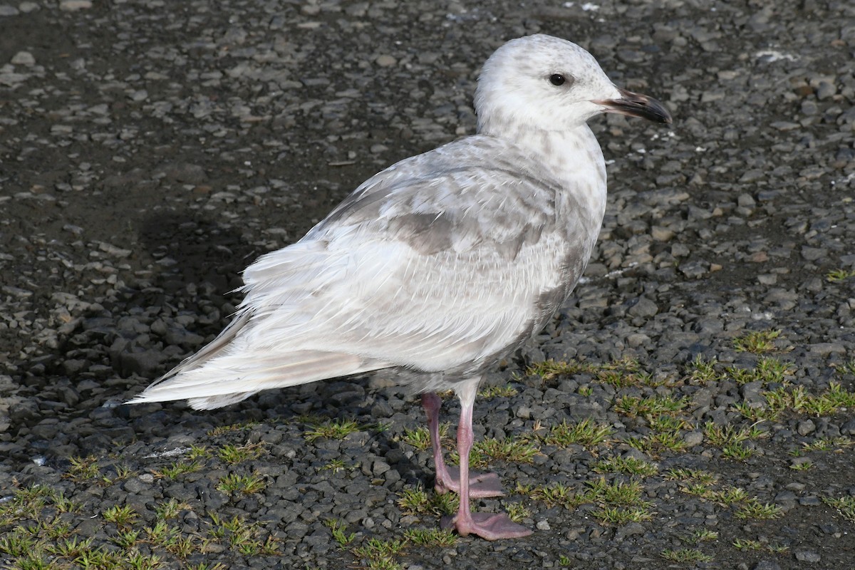 Iceland Gull (Thayer's) - ML619598340