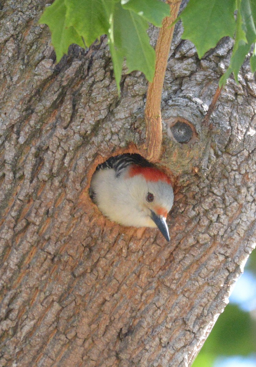 Red-bellied Woodpecker - ML619598347