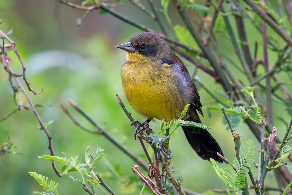 Unicolored Blackbird (Yellow-breasted) - ML619598388