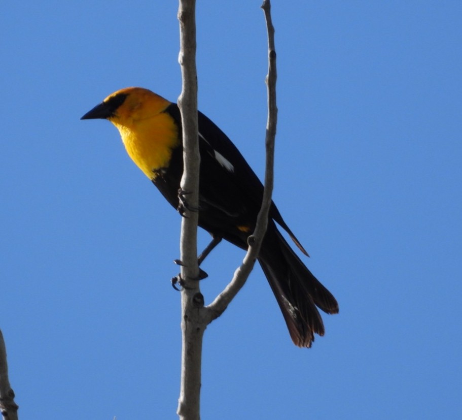 Yellow-headed Blackbird - ML619598398