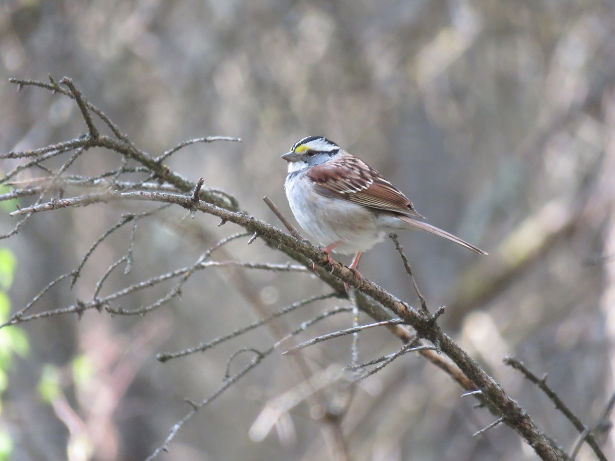White-throated Sparrow - ML619598401