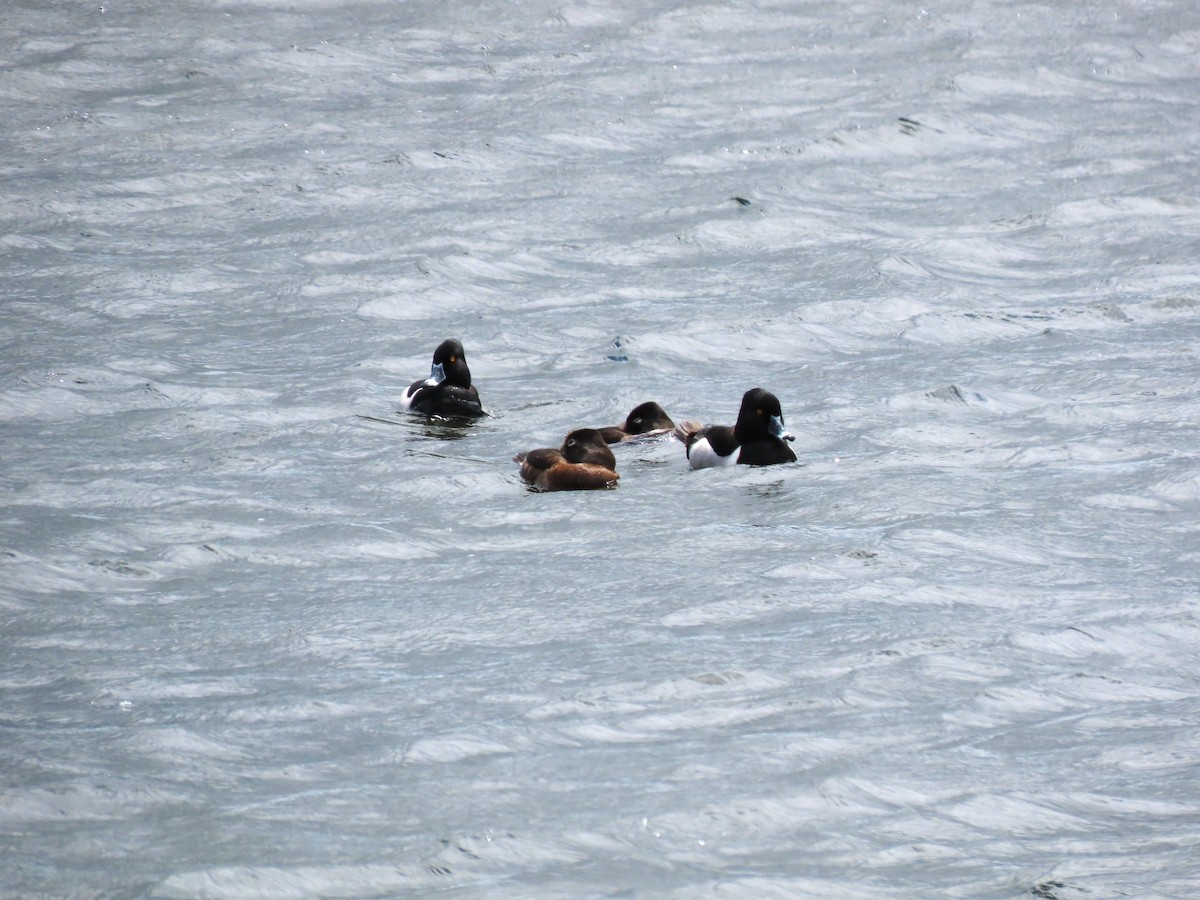 Ring-necked Duck - ML619598409