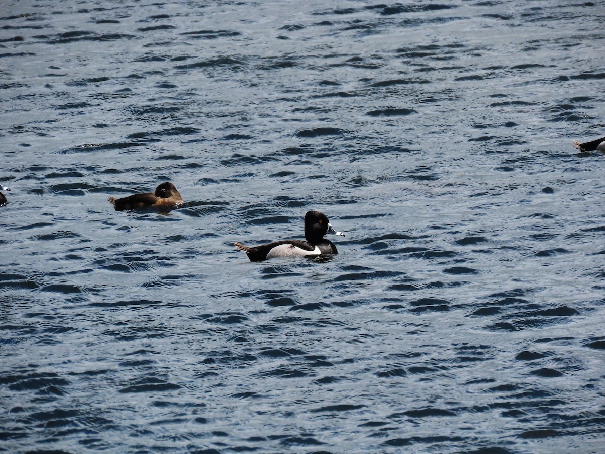 Ring-necked Duck - ML619598413