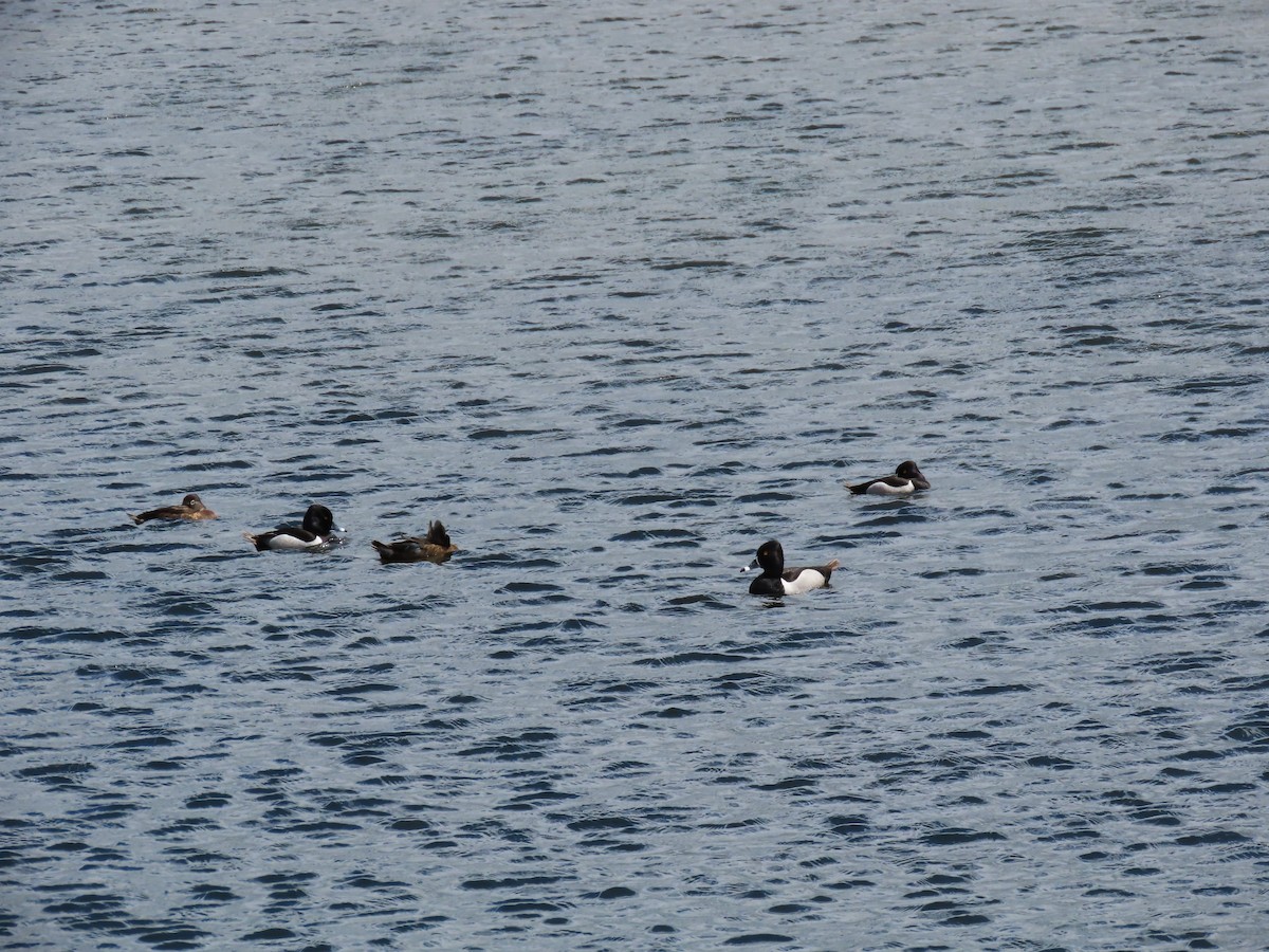 Ring-necked Duck - ML619598414