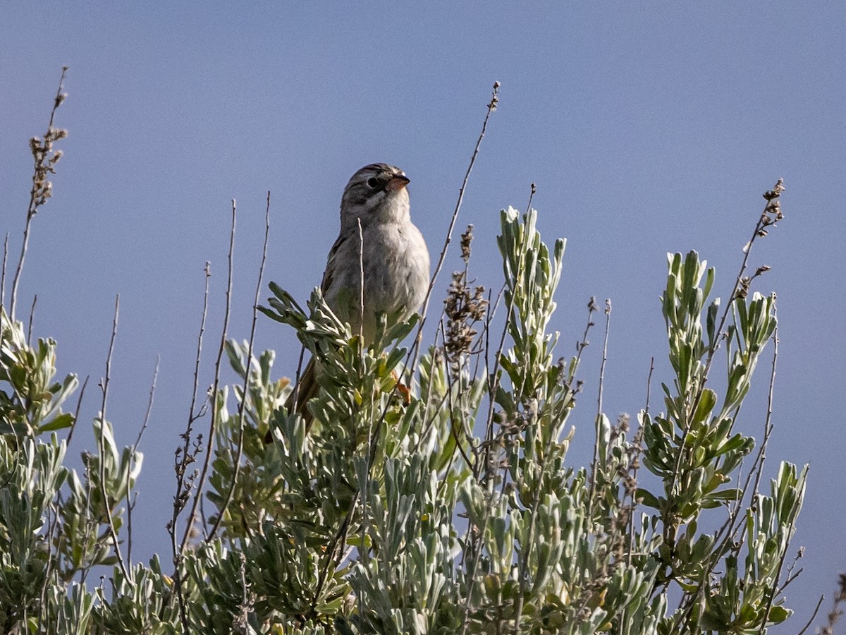 Vesper Sparrow - ML619598446
