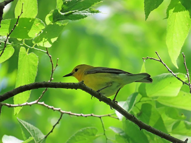 Prothonotary Warbler - ML619598456