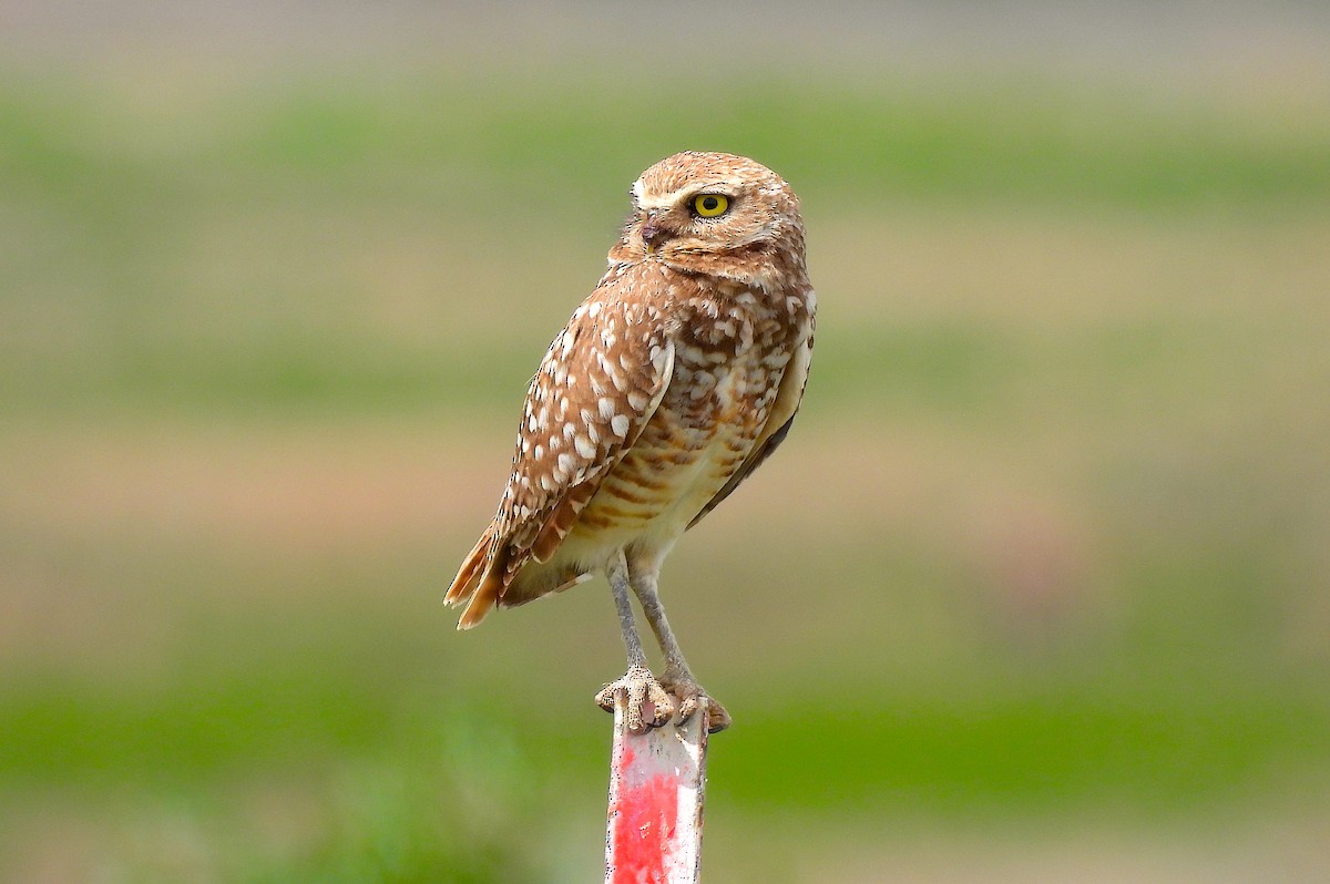 Burrowing Owl - ML619598461