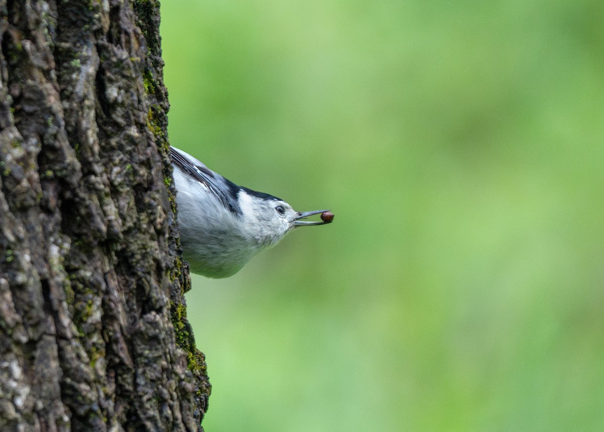 White-breasted Nuthatch - ML619598472