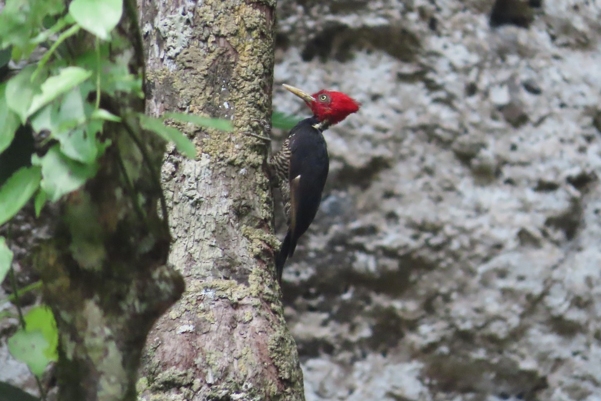 Pale-billed Woodpecker - ML619598475