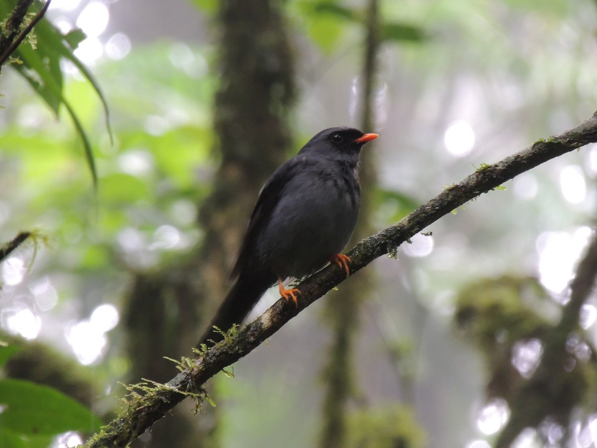 Black-faced Solitaire - ML619598494