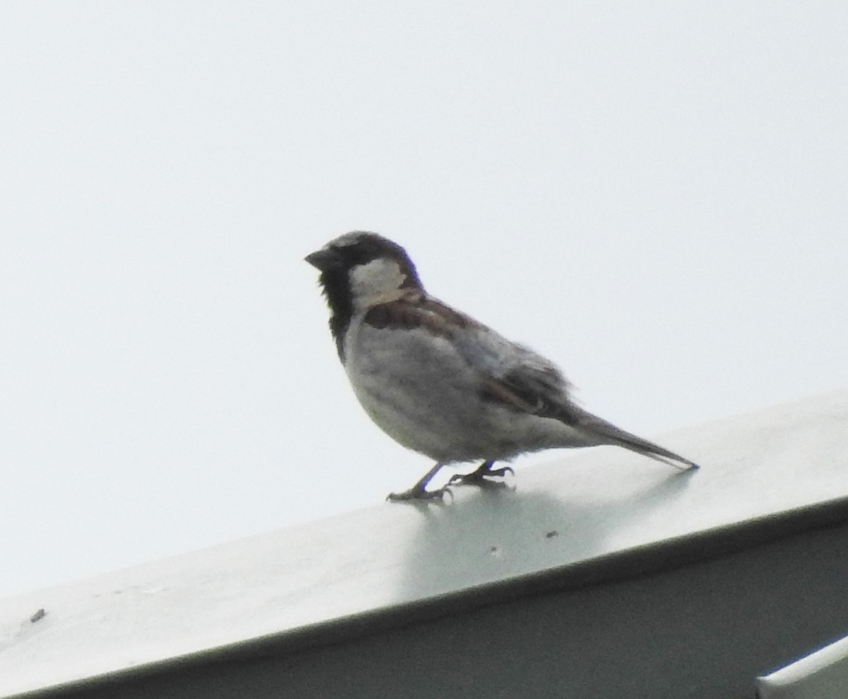 House Sparrow - ML619598543