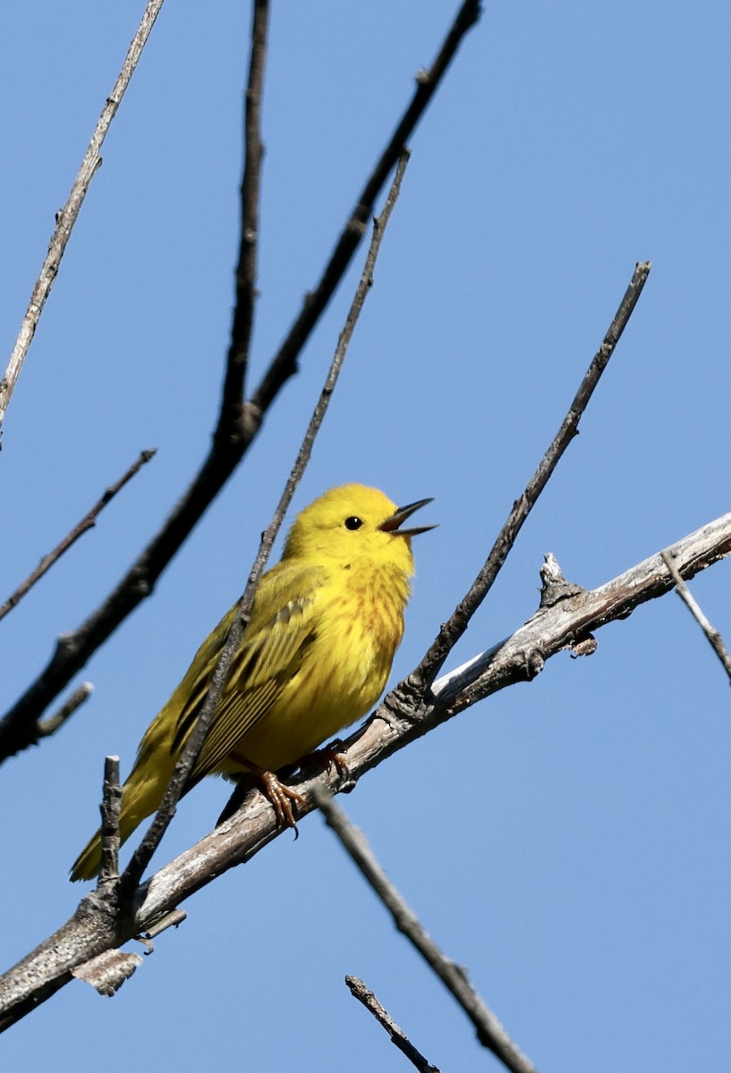 Yellow Warbler - ML619598556