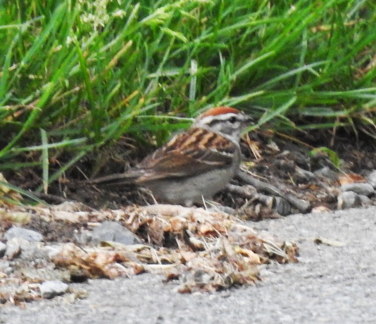 Chipping Sparrow - ML619598560