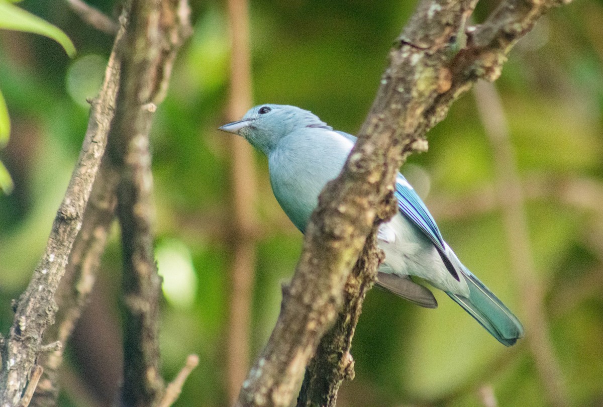 Blue-gray Tanager - ML619598572