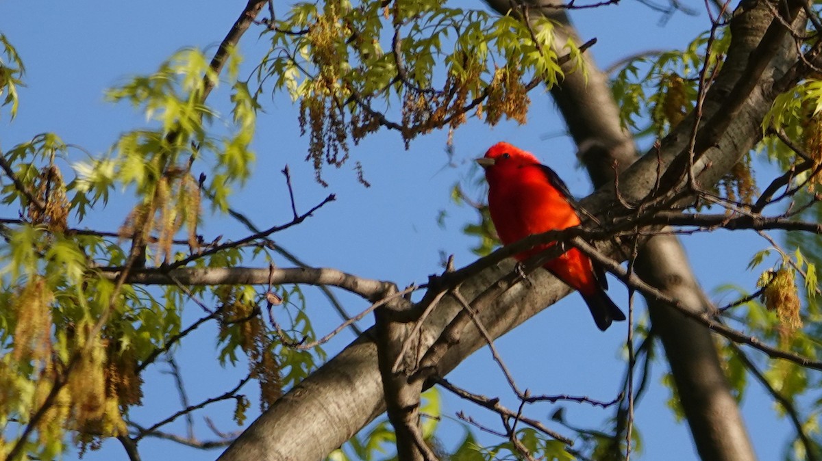 Scarlet Tanager - ML619598589