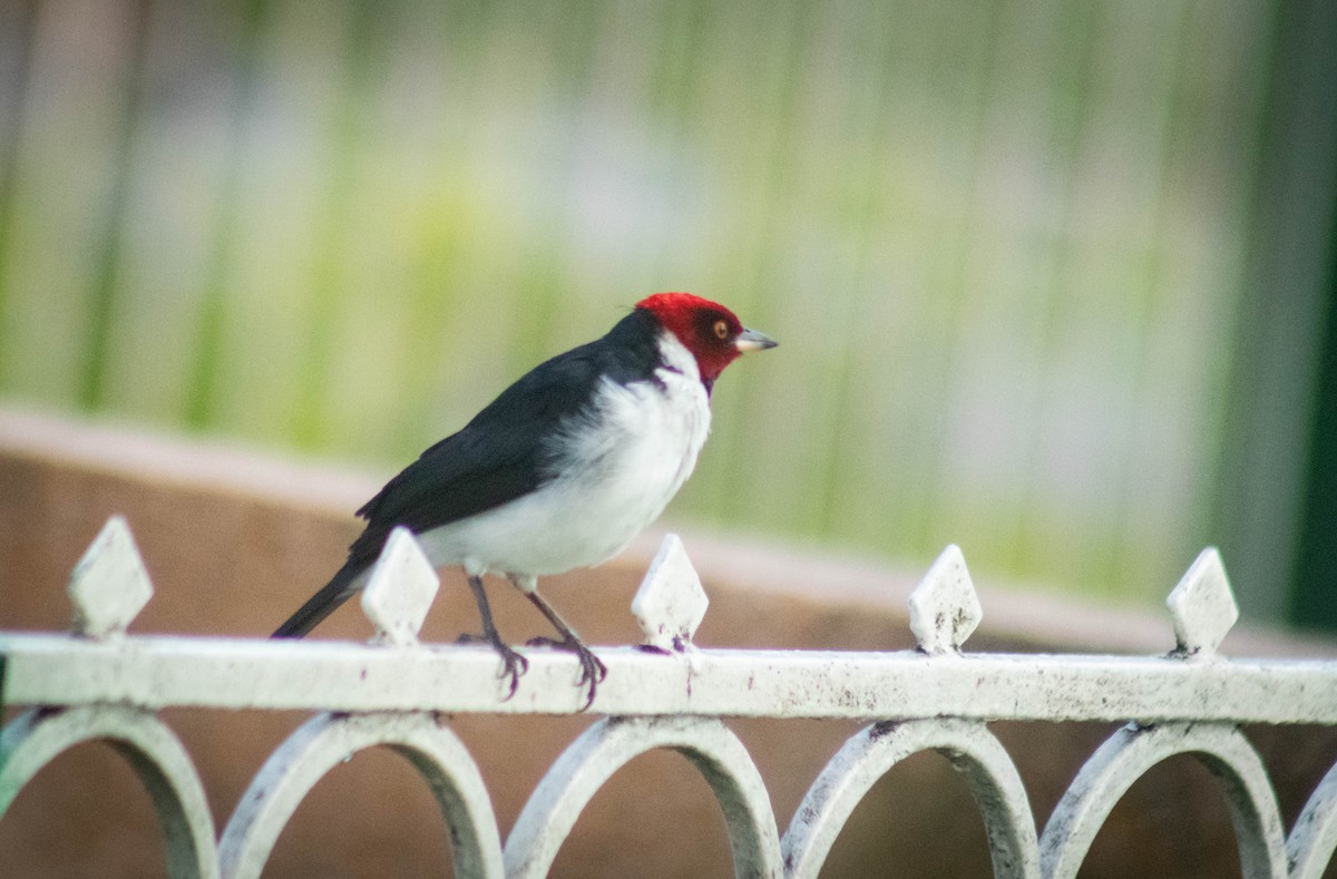 Red-capped Cardinal - ML619598592