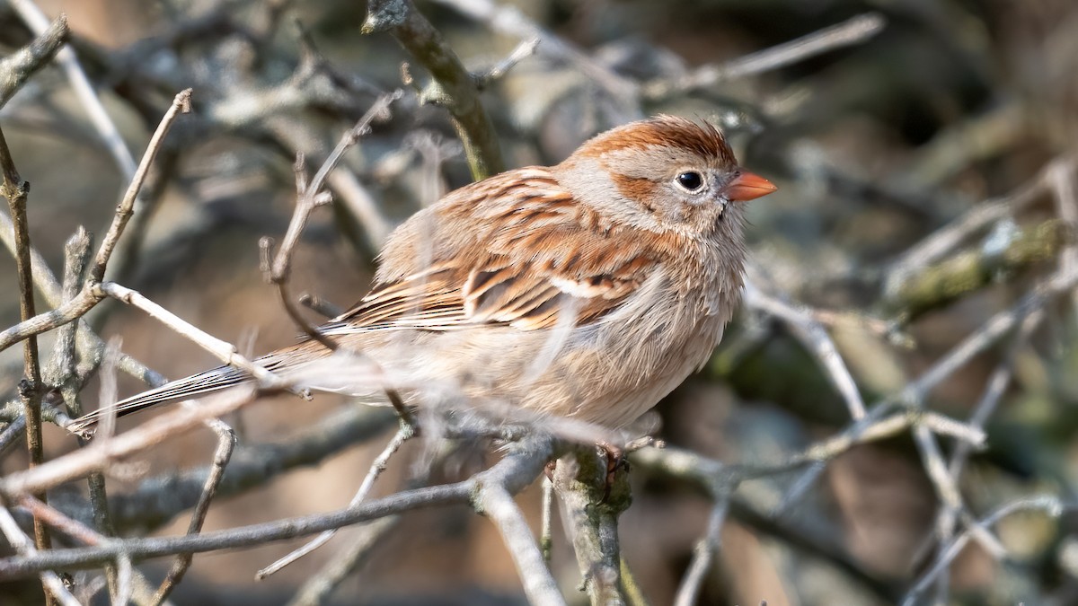 Field Sparrow - ML619598618