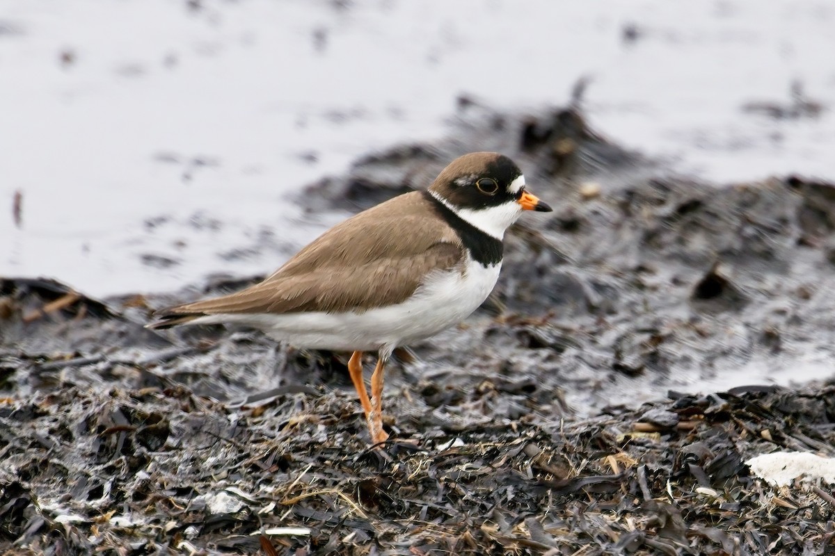 Semipalmated Plover - ML619598619