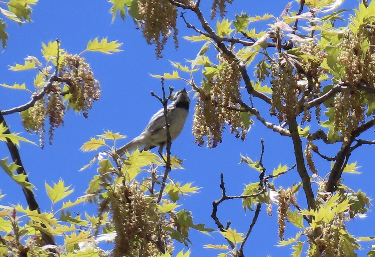 Black-throated Gray Warbler - ML619598621