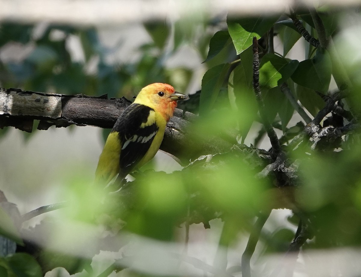 Western Tanager - ML619598636