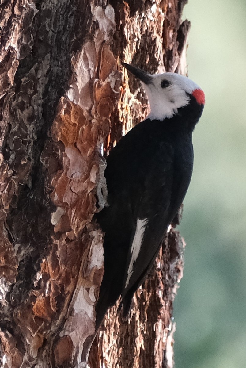 White-headed Woodpecker - ML619598661