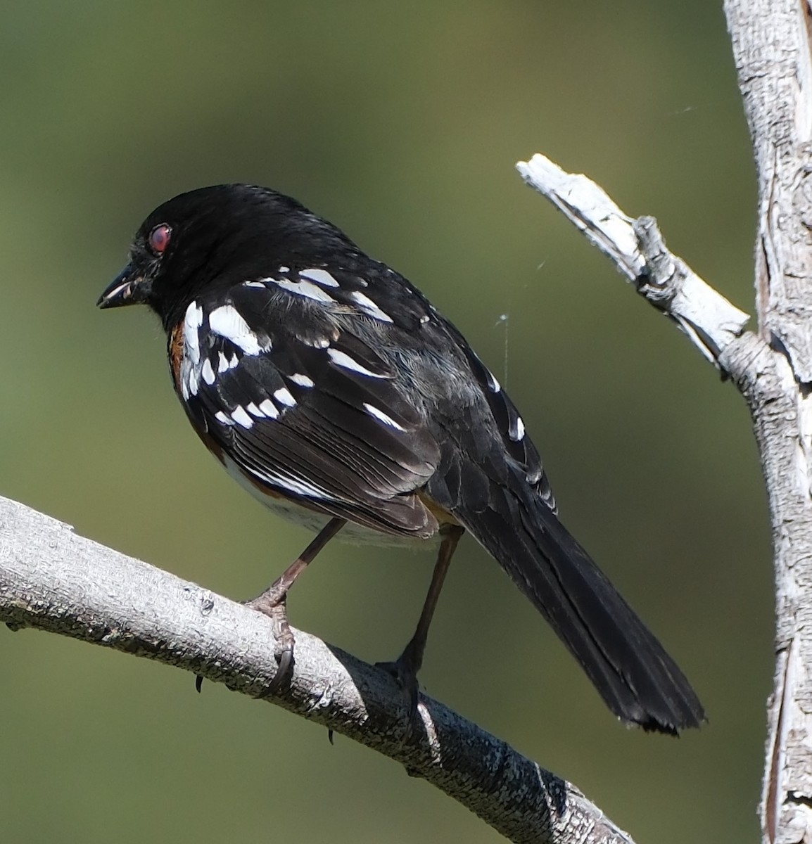 Spotted Towhee - ML619598683