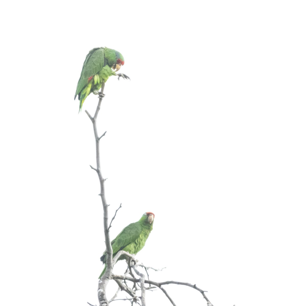 Red-crowned Parrot - ML619598695