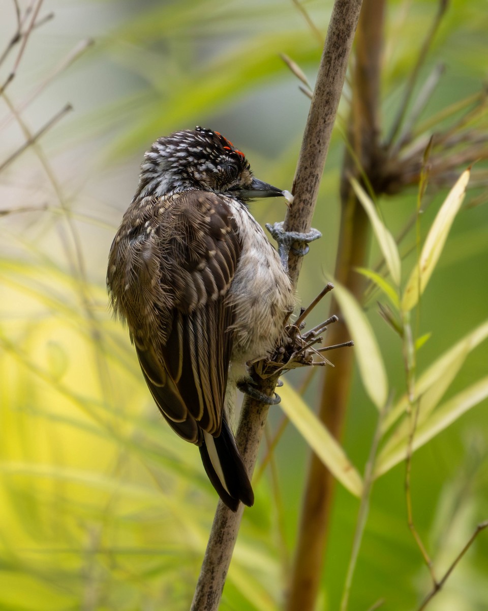 White-wedged Piculet - ML619598710