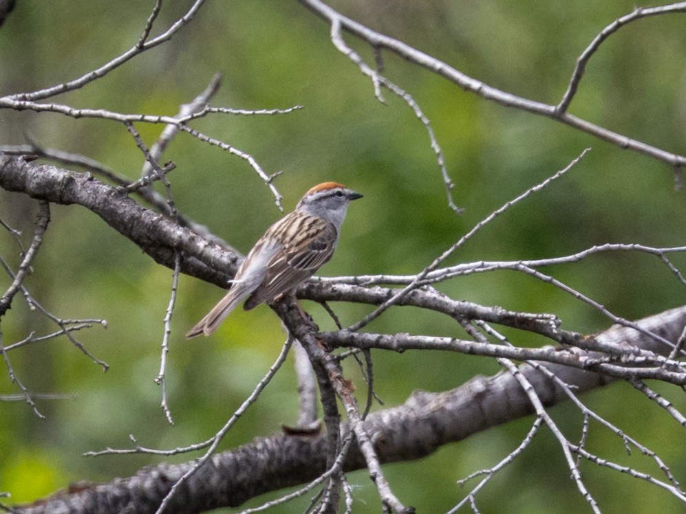 Chipping Sparrow - ML619598744