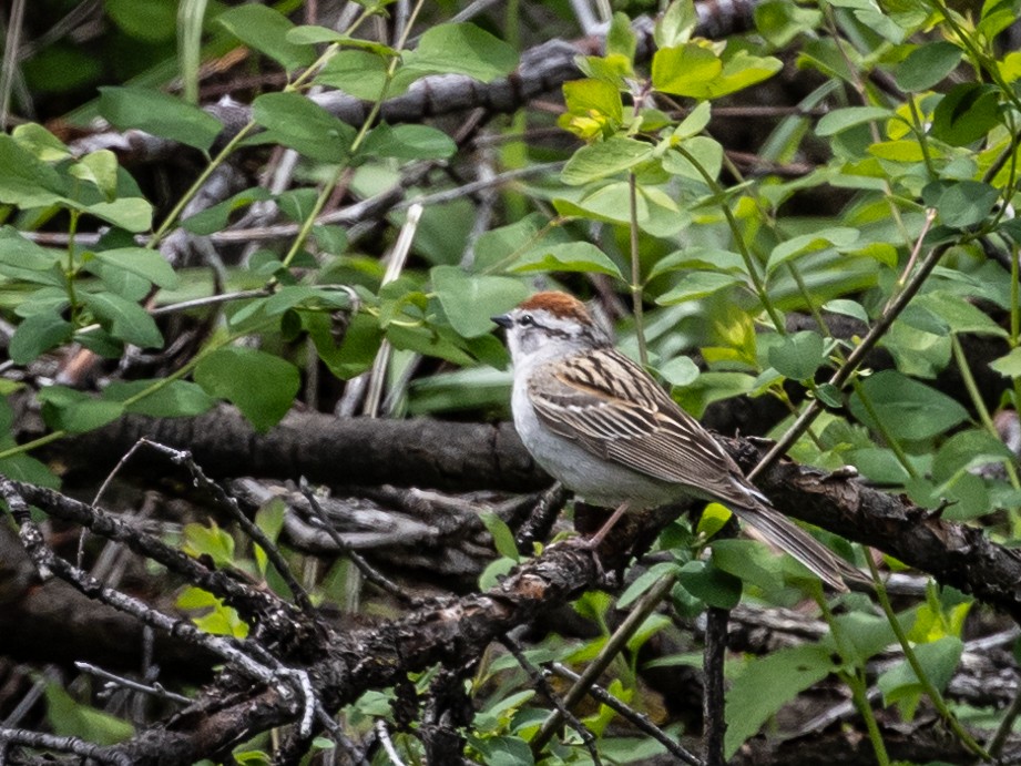 Chipping Sparrow - ML619598745