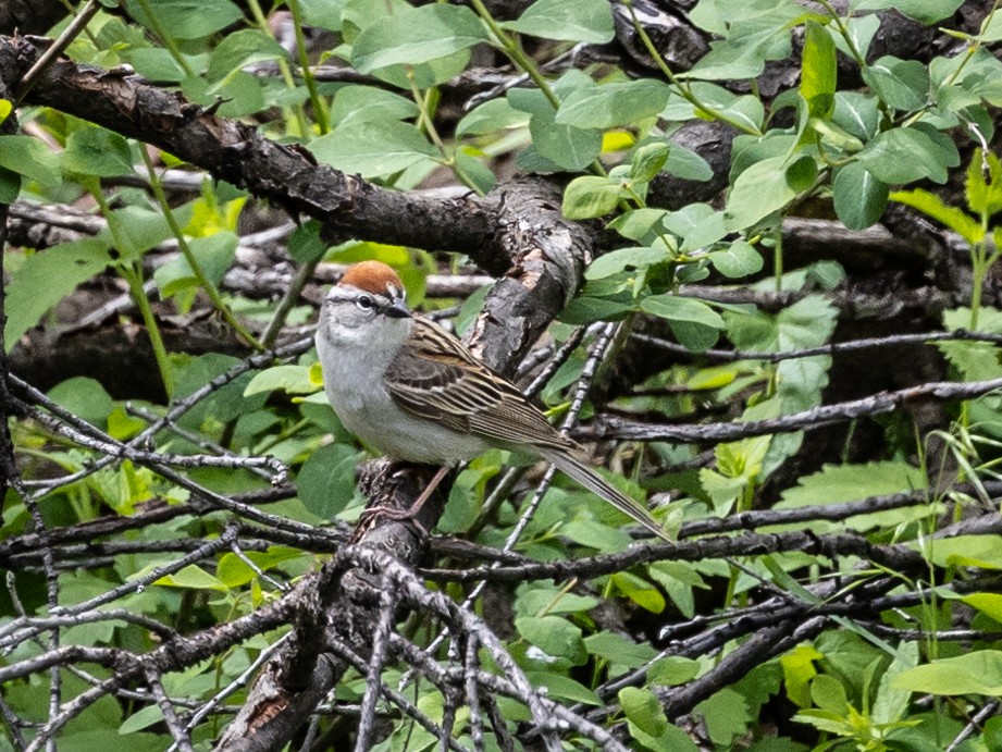 Chipping Sparrow - ML619598746