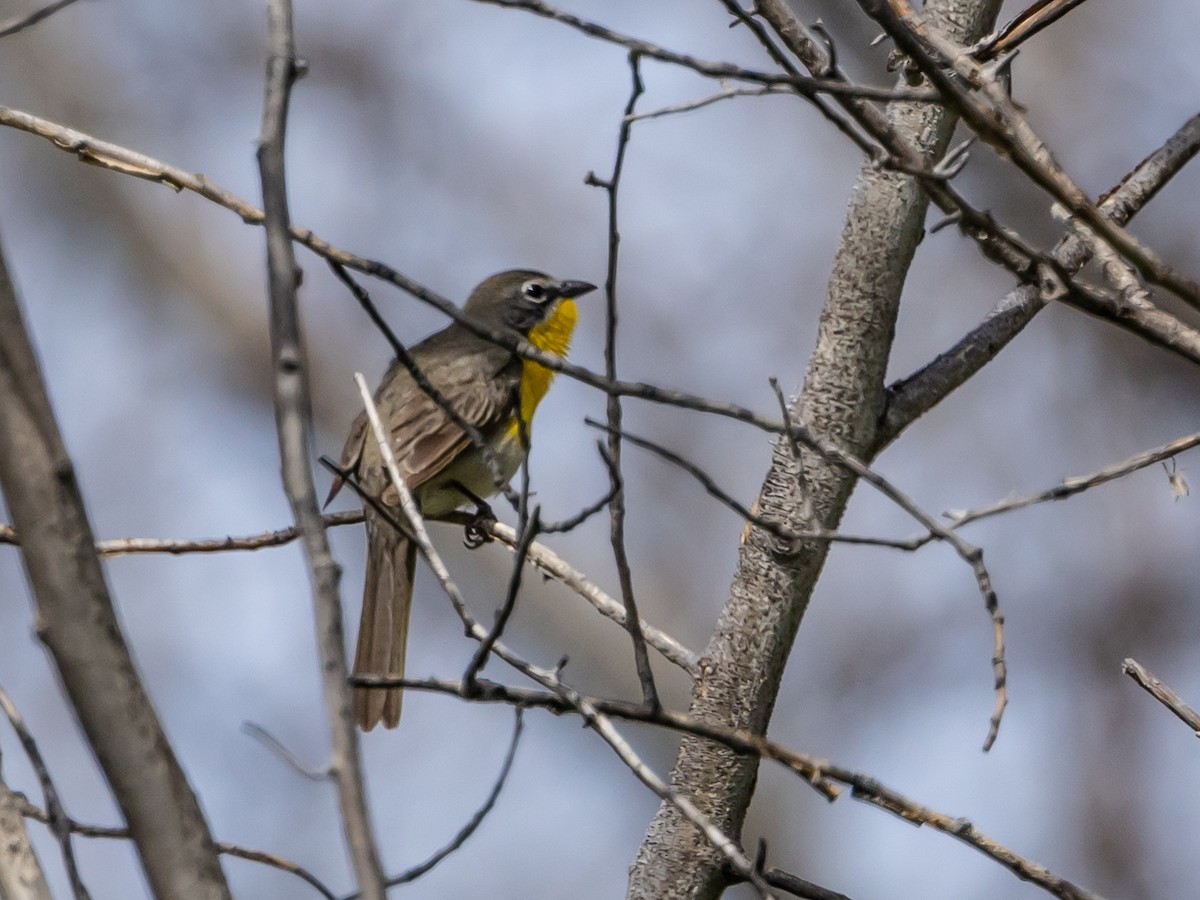 Yellow-breasted Chat - ML619598756