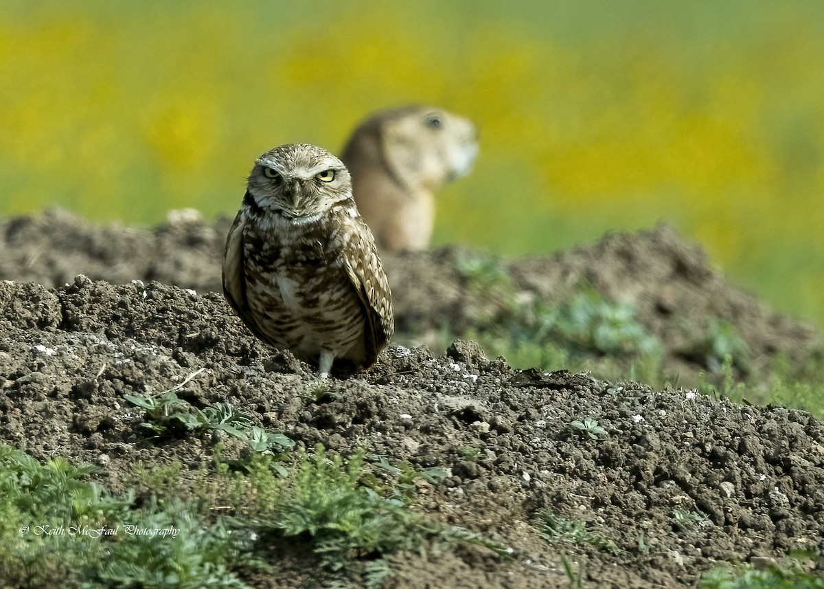 Burrowing Owl - ML619598776