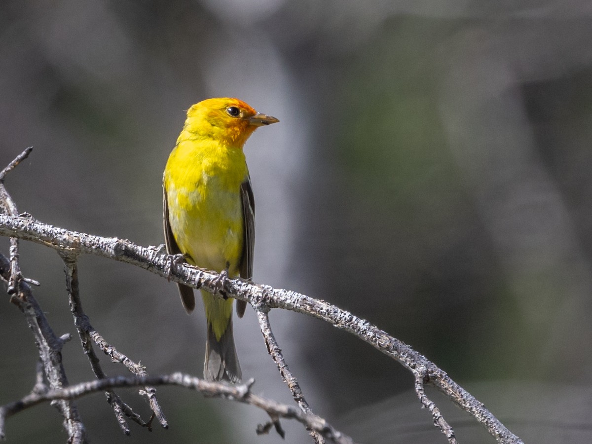 Western Tanager - ML619598801