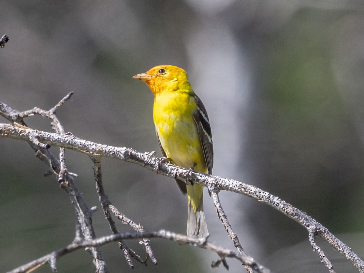 Western Tanager - ML619598802