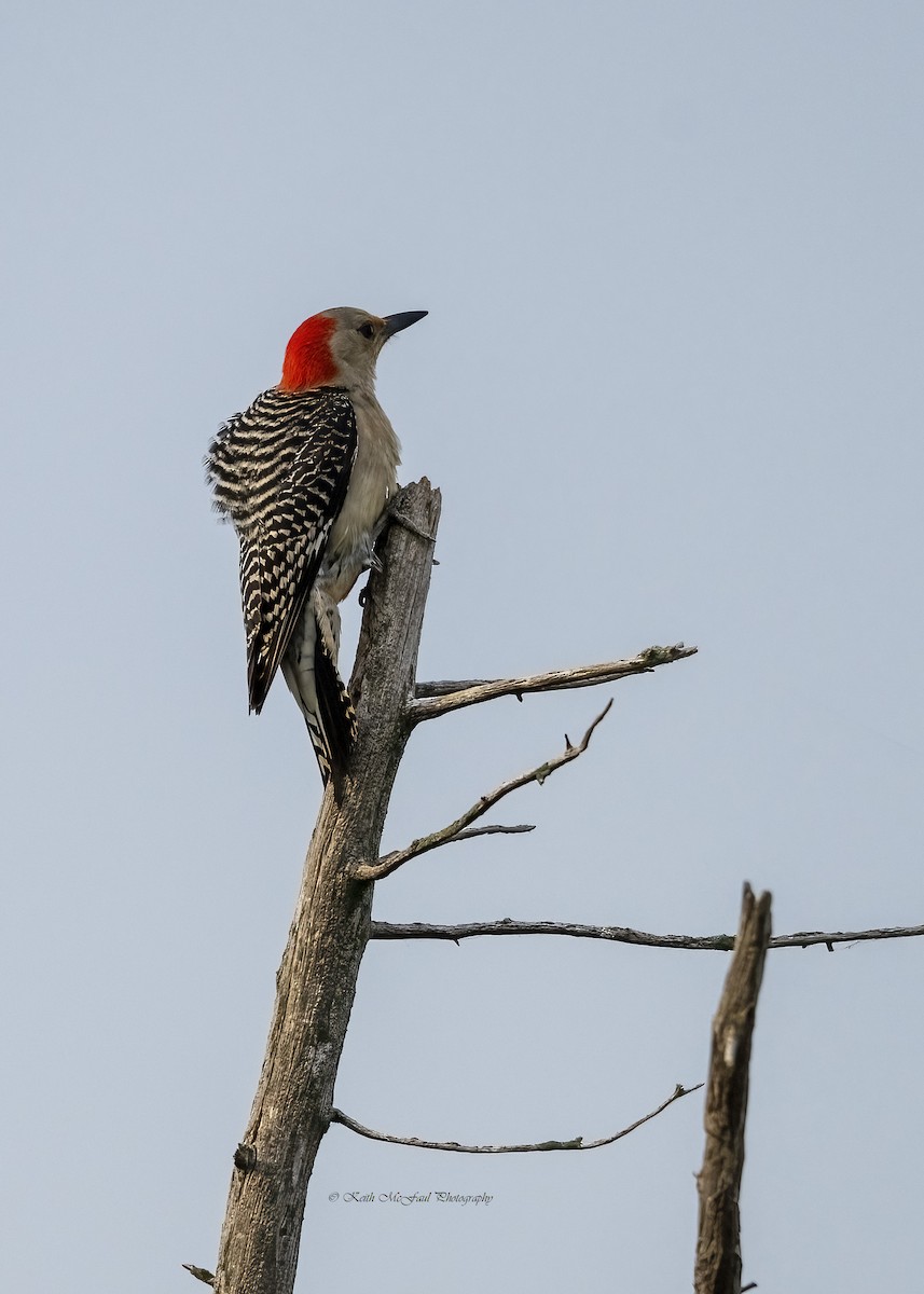 Red-bellied Woodpecker - ML619598882