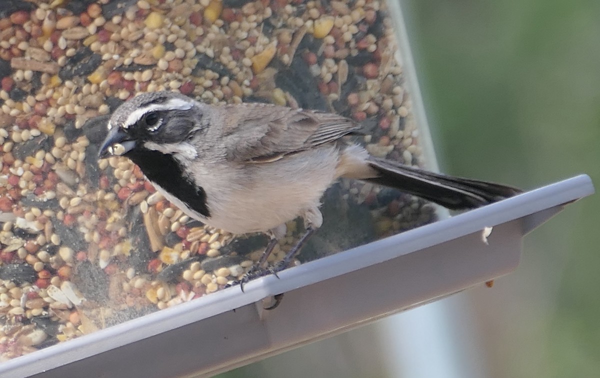 Black-throated Sparrow - ML619598924