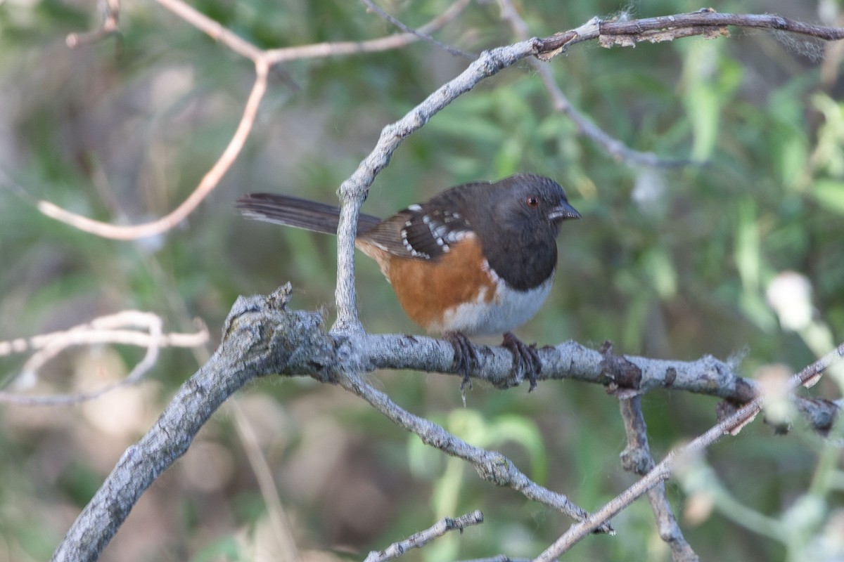 Spotted Towhee - ML619598937