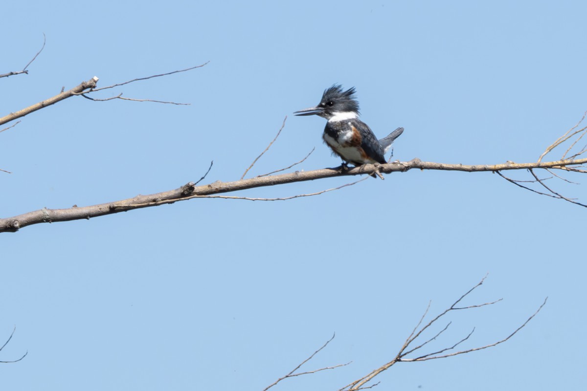 Belted Kingfisher - ML619598938