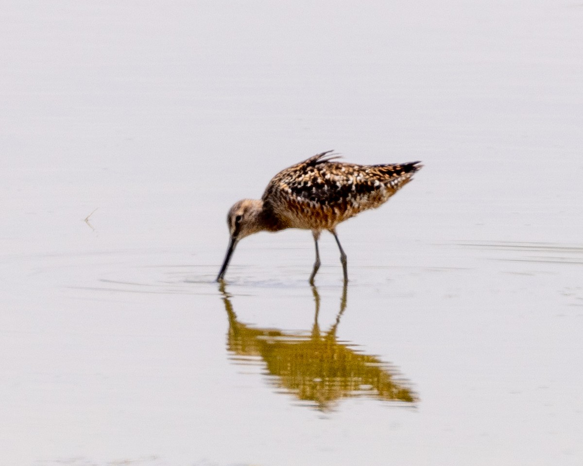 Long-billed Dowitcher - ML619598964