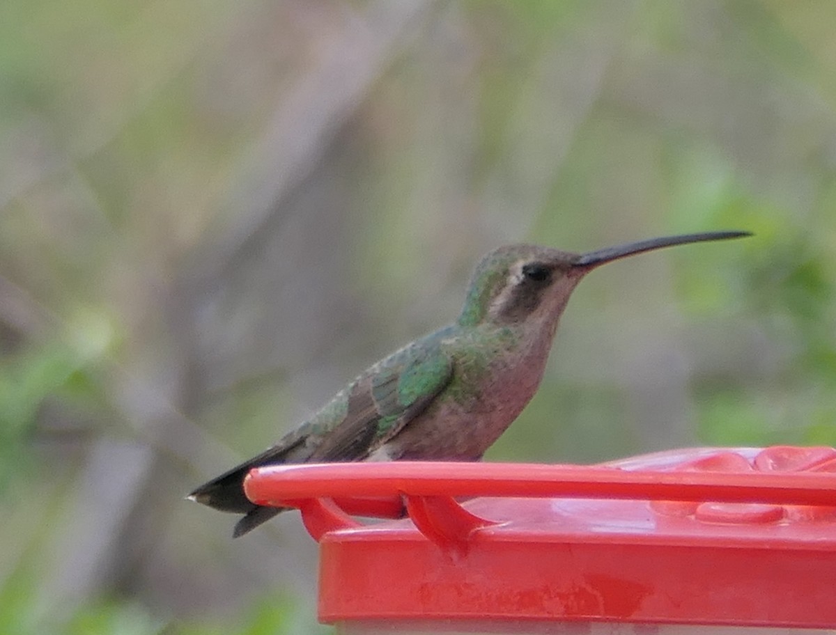 Broad-billed Hummingbird - ML619598965
