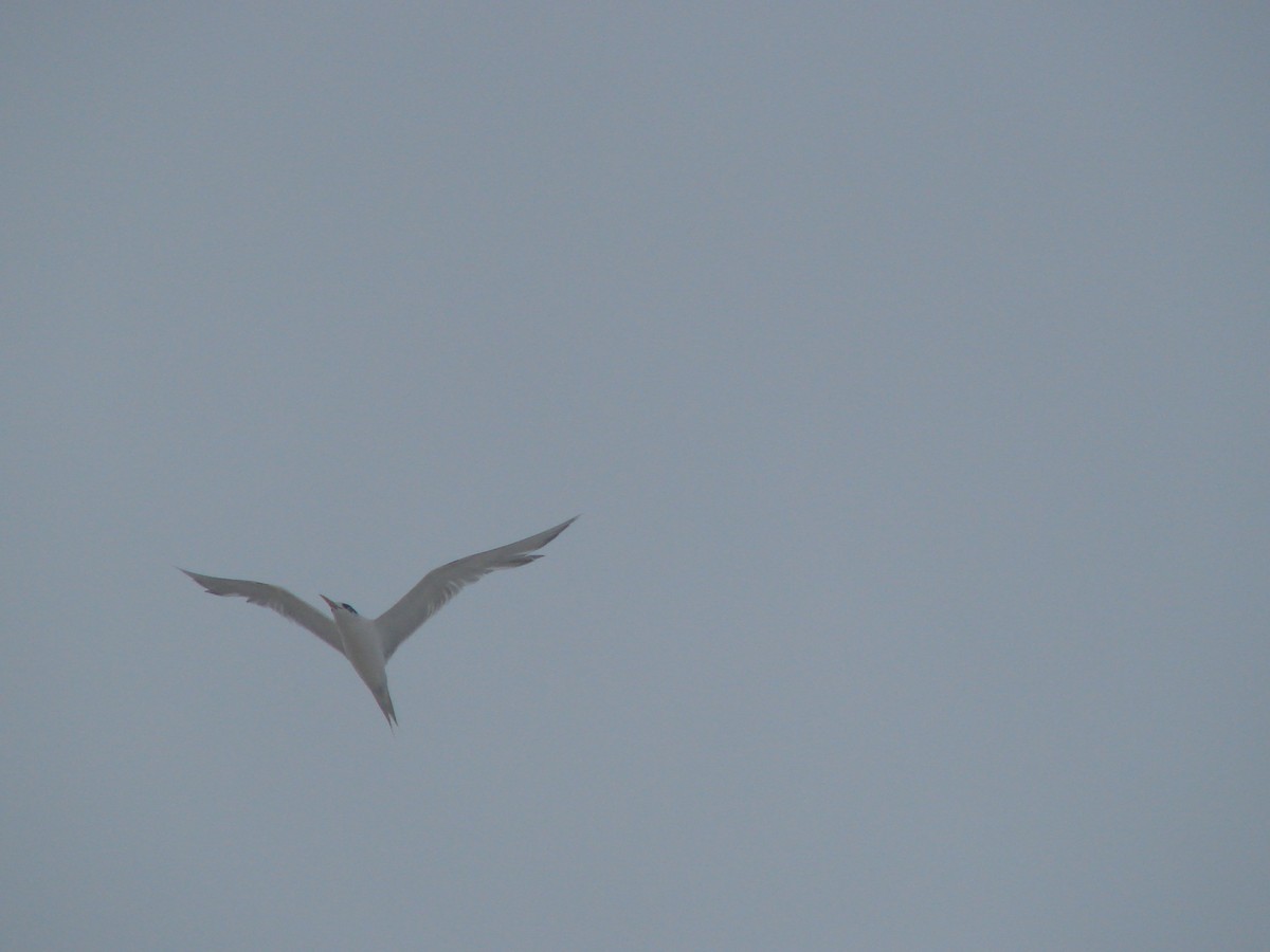 Great Crested Tern - ML619598969