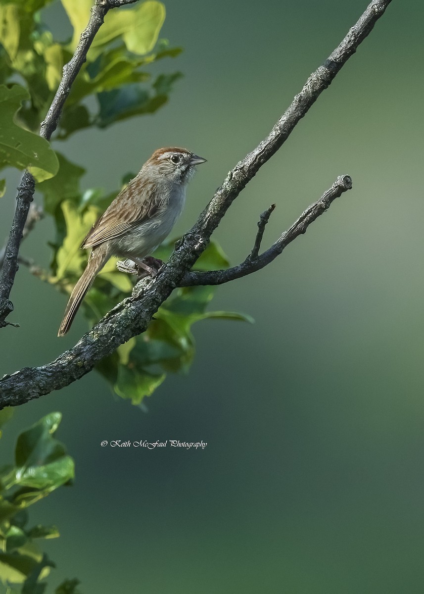 Rufous-crowned Sparrow - ML619598985