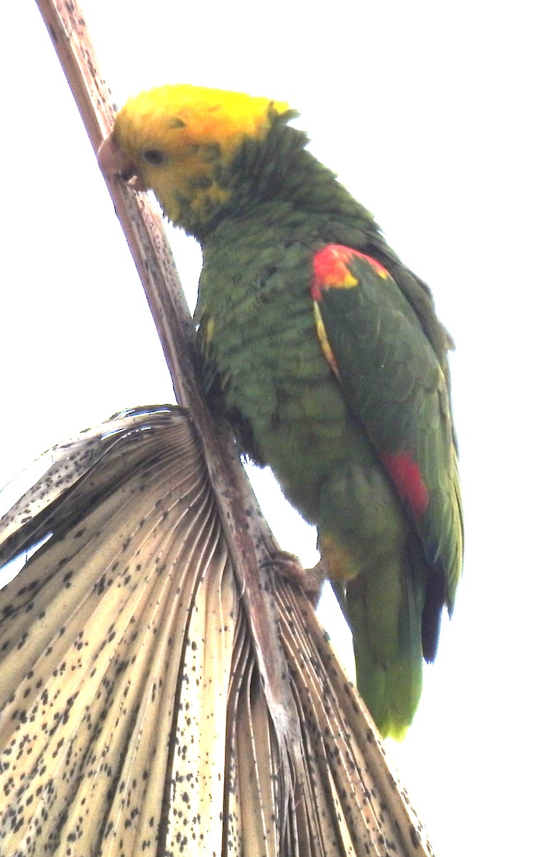 Yellow-headed Parrot - ML619598995