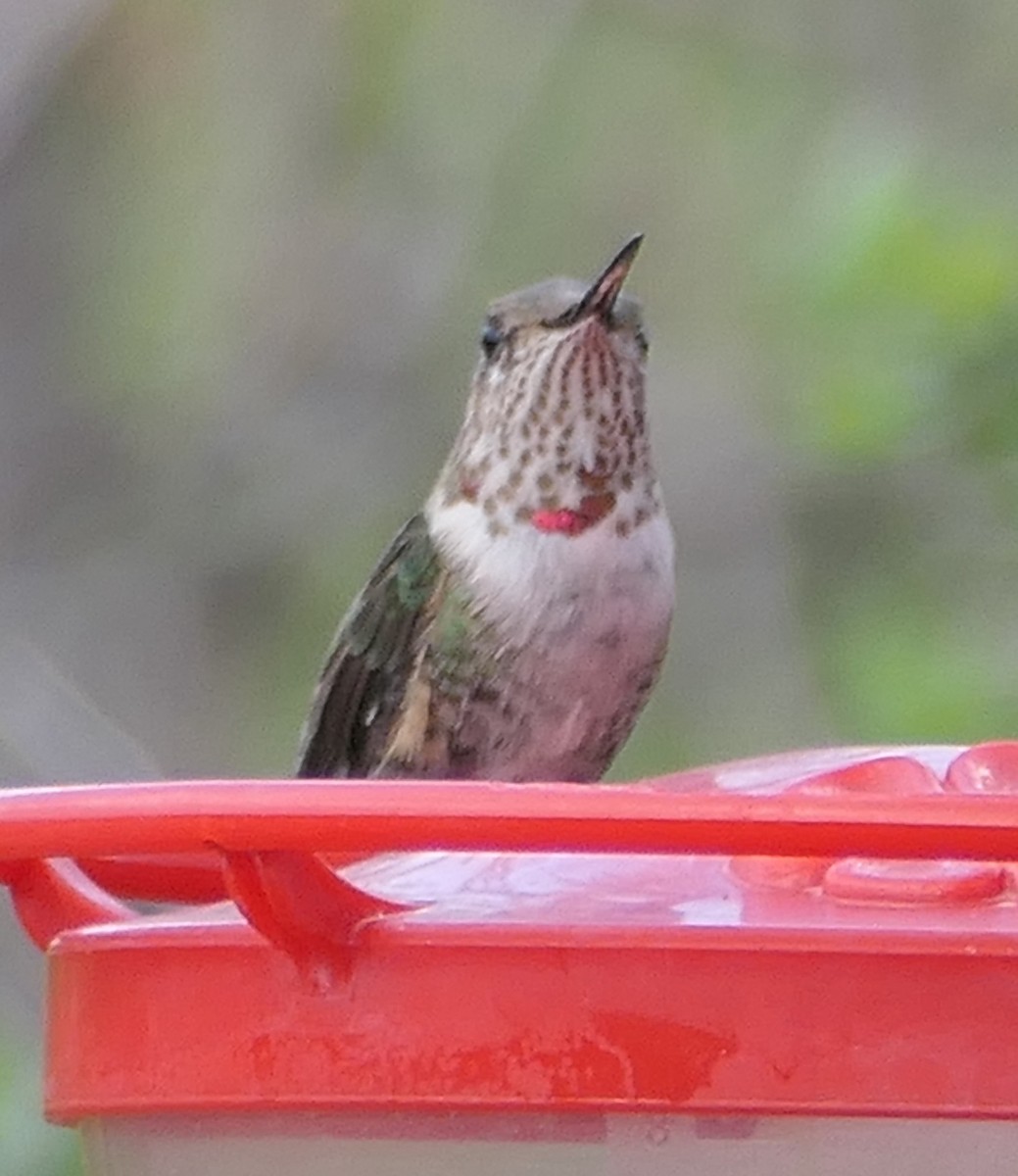 Broad-tailed Hummingbird - ML619599006