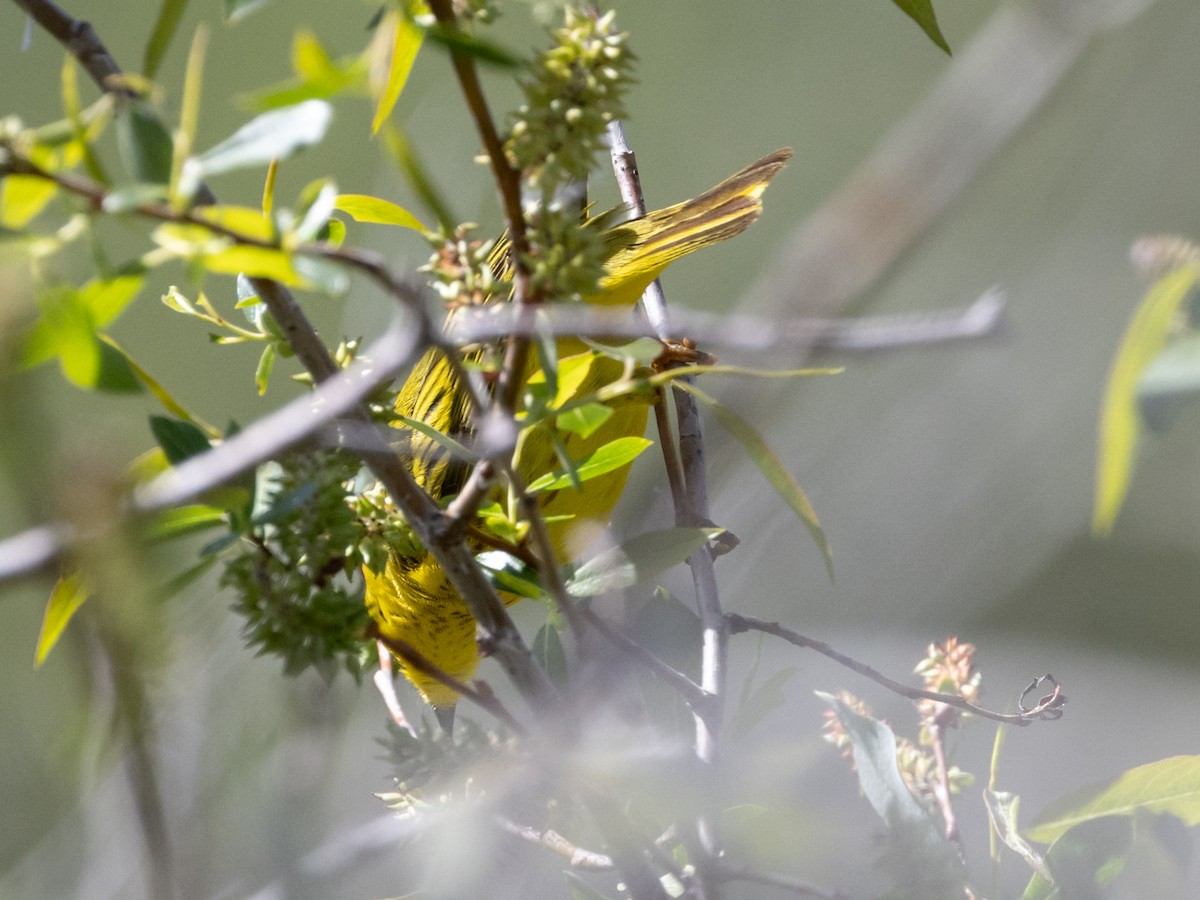 Yellow Warbler - ML619599029
