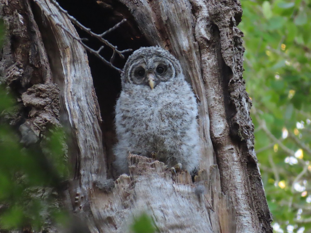 Barred Owl - ML619599061