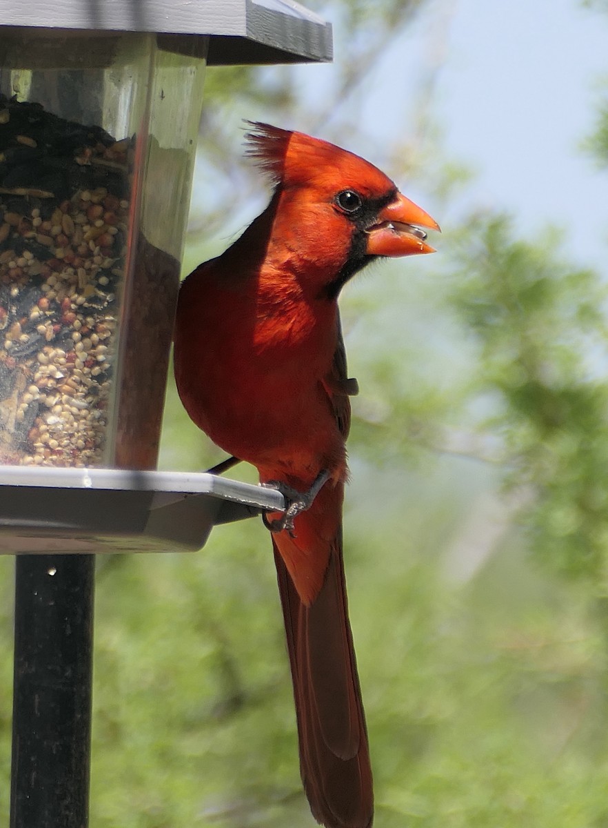 Cardinal rouge - ML619599070