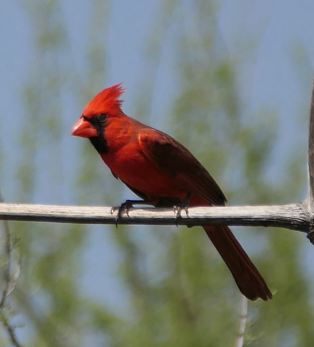 Cardinal rouge - ML619599074