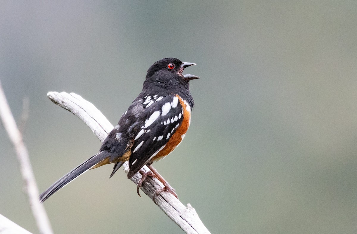 Spotted Towhee - ML619599093